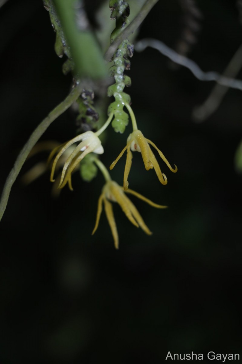 Thrixspermum walkeri Seidenf. & Ormerod